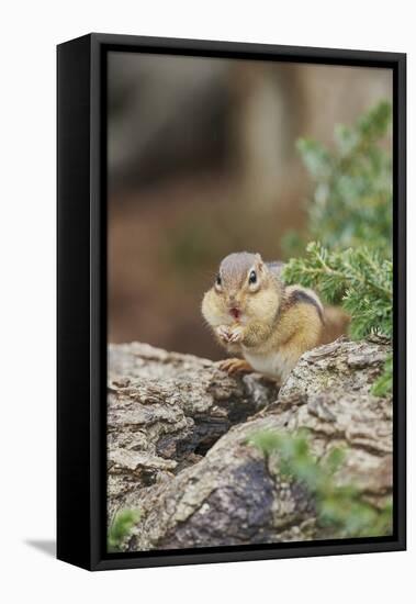 Eastern Chipmunk-Gary Carter-Framed Premier Image Canvas