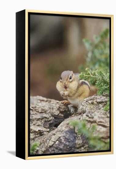 Eastern Chipmunk-Gary Carter-Framed Premier Image Canvas