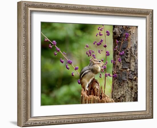 Eastern Chipmunk-Gary Carter-Framed Photographic Print