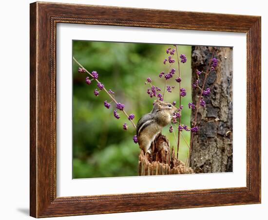 Eastern Chipmunk-Gary Carter-Framed Photographic Print