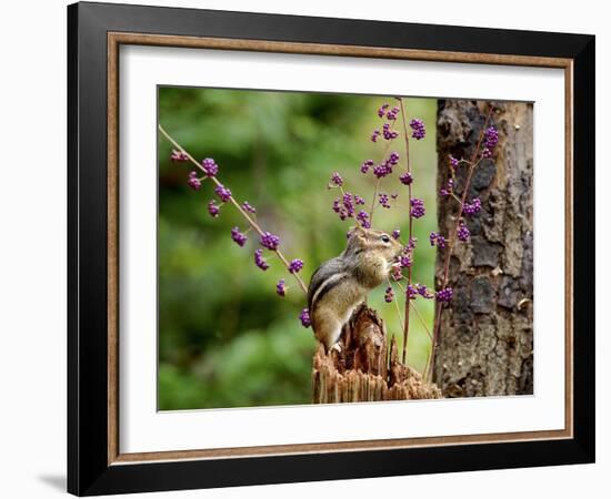 Eastern Chipmunk-Gary Carter-Framed Photographic Print