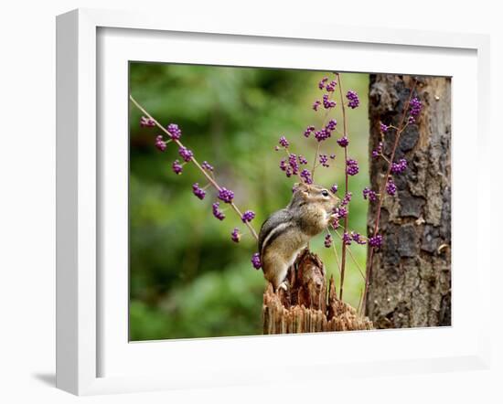 Eastern Chipmunk-Gary Carter-Framed Photographic Print