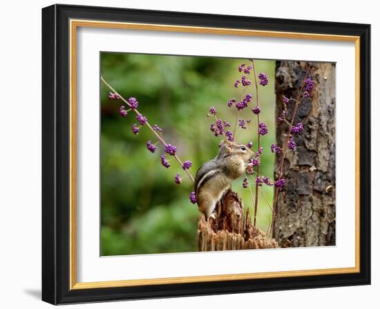 Eastern Chipmunk-Gary Carter-Framed Photographic Print