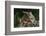 Eastern Chipmunk-Gary Carter-Framed Photographic Print