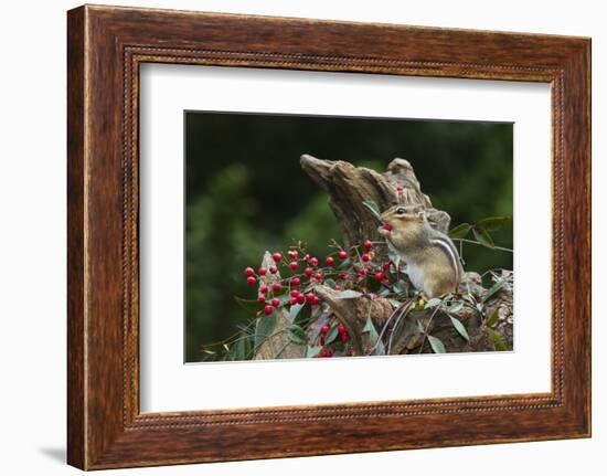 Eastern Chipmunk-Gary Carter-Framed Photographic Print