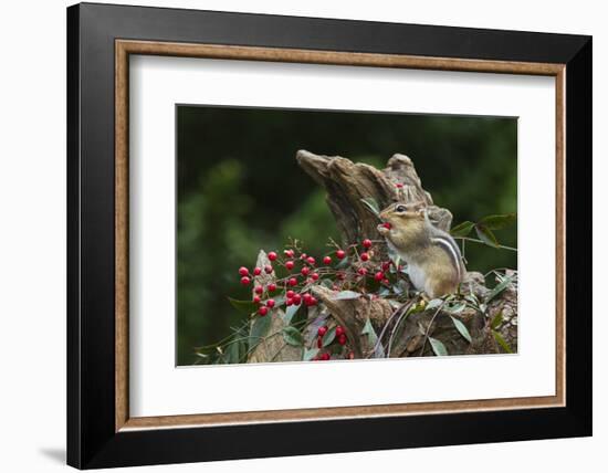 Eastern Chipmunk-Gary Carter-Framed Photographic Print