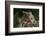 Eastern Chipmunk-Gary Carter-Framed Photographic Print