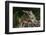 Eastern Chipmunk-Gary Carter-Framed Photographic Print