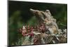 Eastern Chipmunk-Gary Carter-Mounted Photographic Print