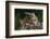 Eastern Chipmunk-Gary Carter-Framed Photographic Print