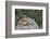 Eastern Chipmunk-Gary Carter-Framed Photographic Print