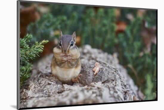 Eastern Chipmunk-Gary Carter-Mounted Photographic Print