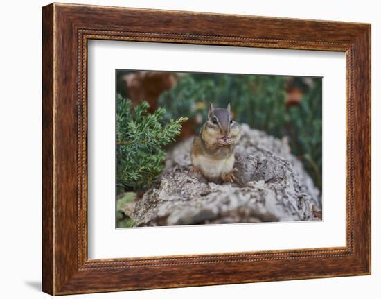 Eastern Chipmunk-Gary Carter-Framed Photographic Print