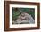 Eastern Chipmunk-Gary Carter-Framed Photographic Print