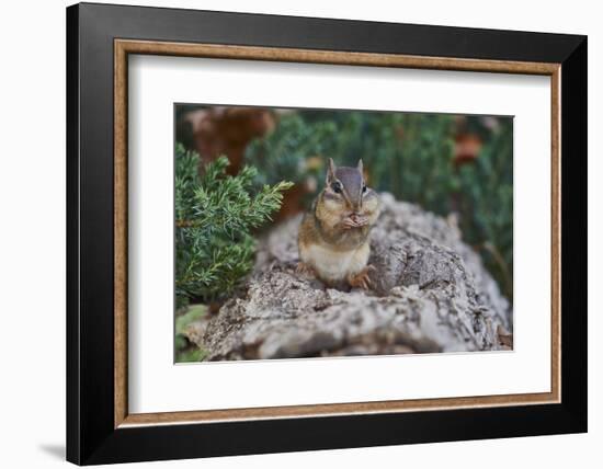 Eastern Chipmunk-Gary Carter-Framed Photographic Print