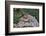 Eastern Chipmunk-Gary Carter-Framed Photographic Print