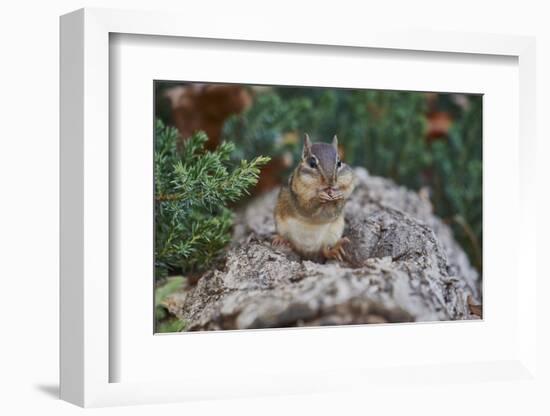 Eastern Chipmunk-Gary Carter-Framed Photographic Print