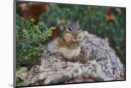 Eastern Chipmunk-Gary Carter-Mounted Photographic Print