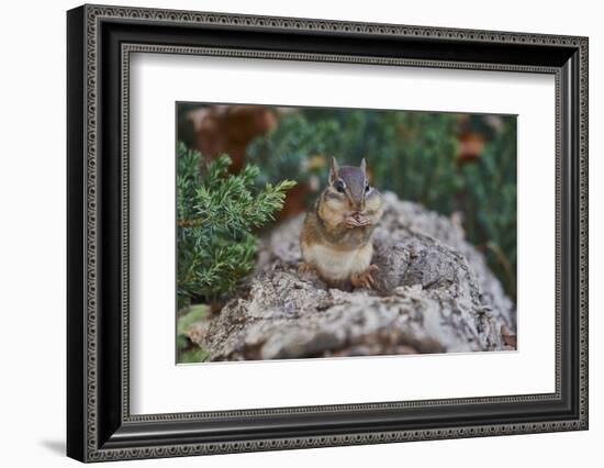 Eastern Chipmunk-Gary Carter-Framed Photographic Print