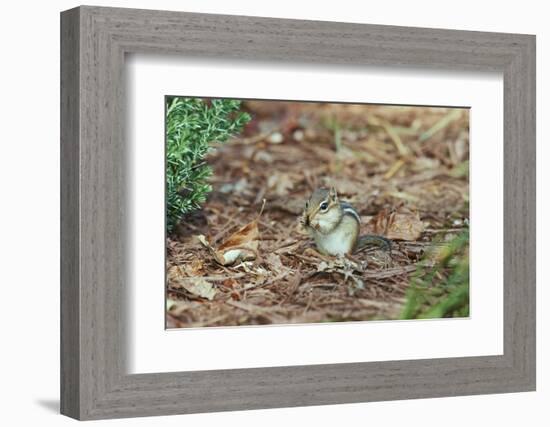 Eastern Chipmunk-Gary Carter-Framed Photographic Print