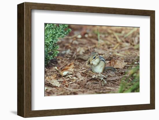 Eastern Chipmunk-Gary Carter-Framed Photographic Print