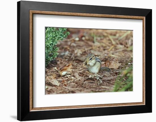 Eastern Chipmunk-Gary Carter-Framed Photographic Print