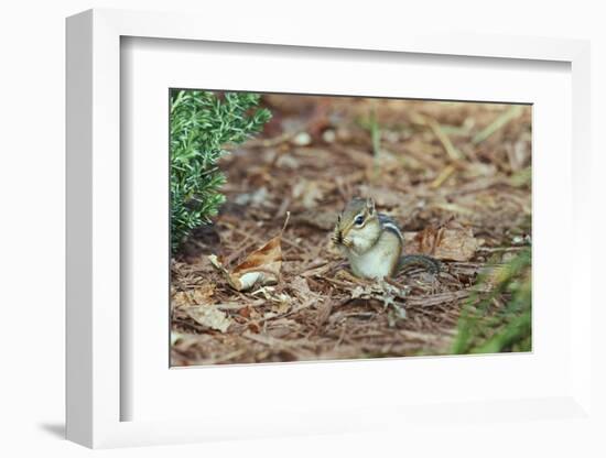 Eastern Chipmunk-Gary Carter-Framed Photographic Print