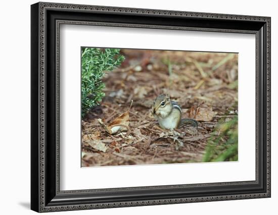 Eastern Chipmunk-Gary Carter-Framed Photographic Print