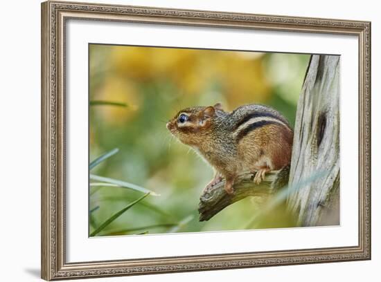 Eastern Chipmunk-Gary Carter-Framed Photographic Print