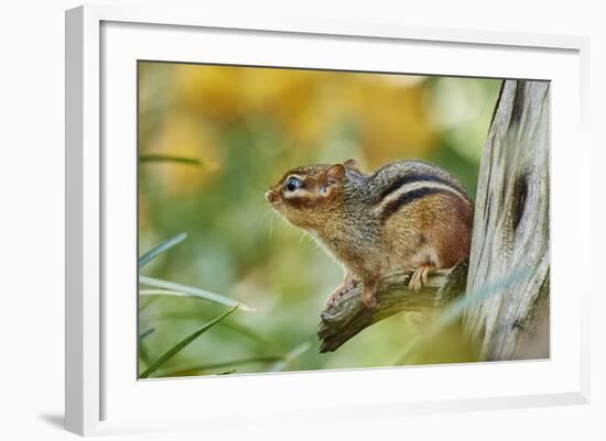 Eastern Chipmunk-Gary Carter-Framed Photographic Print