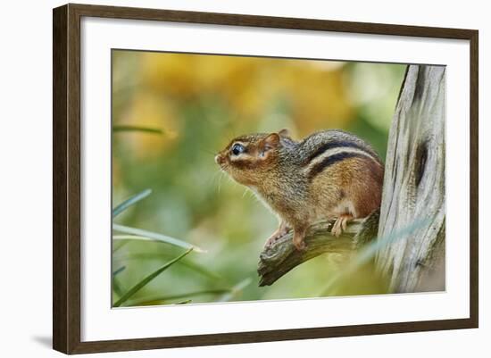 Eastern Chipmunk-Gary Carter-Framed Photographic Print