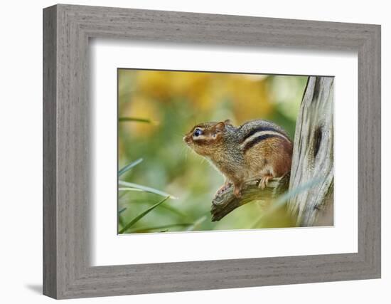 Eastern Chipmunk-Gary Carter-Framed Photographic Print