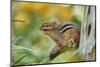 Eastern Chipmunk-Gary Carter-Mounted Photographic Print