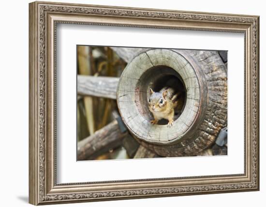 Eastern Chipmunk-Gary Carter-Framed Photographic Print