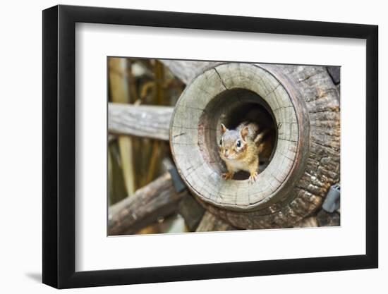 Eastern Chipmunk-Gary Carter-Framed Photographic Print