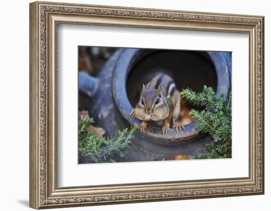 Eastern Chipmunk-Gary Carter-Framed Photographic Print