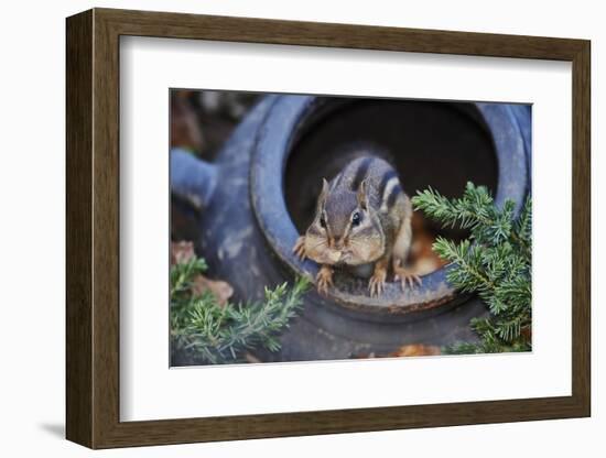 Eastern Chipmunk-Gary Carter-Framed Photographic Print