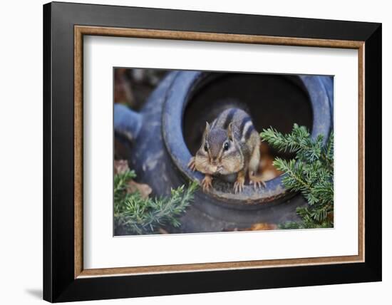 Eastern Chipmunk-Gary Carter-Framed Photographic Print