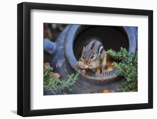 Eastern Chipmunk-Gary Carter-Framed Photographic Print