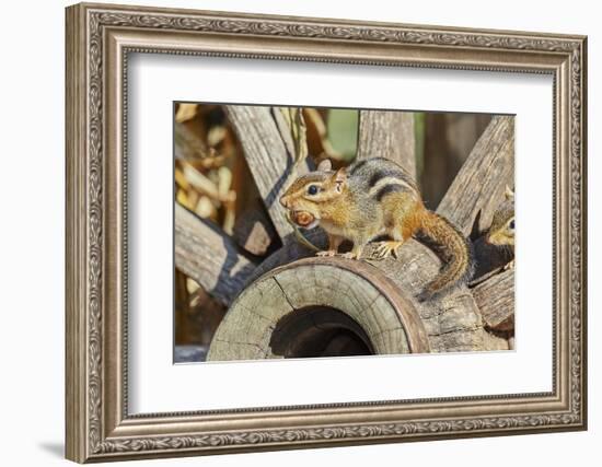 Eastern Chipmunk-Gary Carter-Framed Photographic Print