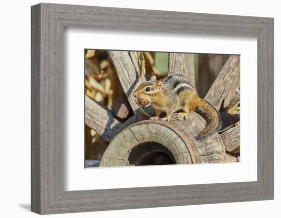 Eastern Chipmunk-Gary Carter-Framed Photographic Print