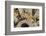 Eastern Chipmunk-Gary Carter-Framed Photographic Print