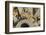 Eastern Chipmunk-Gary Carter-Framed Photographic Print