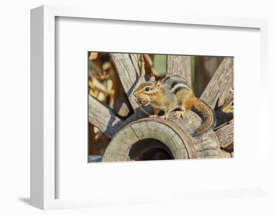 Eastern Chipmunk-Gary Carter-Framed Photographic Print