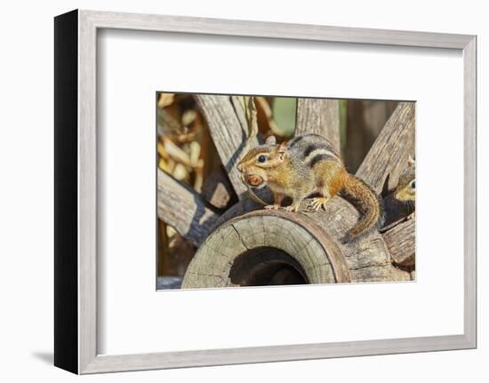 Eastern Chipmunk-Gary Carter-Framed Photographic Print