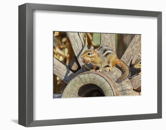 Eastern Chipmunk-Gary Carter-Framed Photographic Print