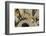 Eastern Chipmunk-Gary Carter-Framed Photographic Print