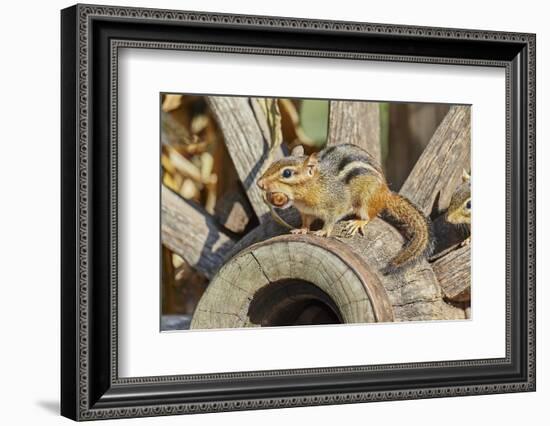 Eastern Chipmunk-Gary Carter-Framed Photographic Print