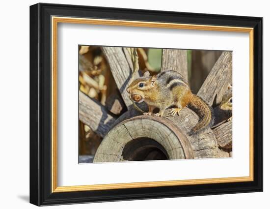 Eastern Chipmunk-Gary Carter-Framed Photographic Print