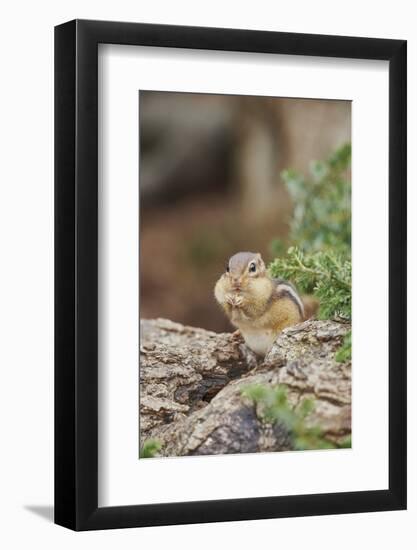 Eastern Chipmunk-Gary Carter-Framed Photographic Print